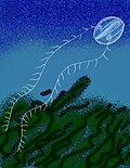 Thumbnail for Paleoctenophora
