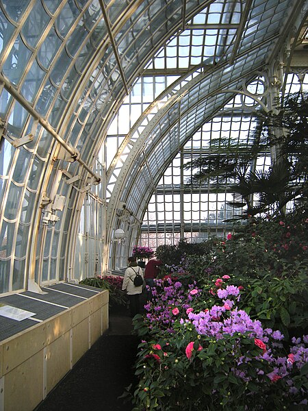 File:Palm house (Schönbrunn) Rhododendron 20080210.jpg