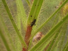 An assassin bug (Pameridea roridulae) on Roridula gorgonias, which obtains nutrients from its 'prey' via the droppings of the assassin bug. Pameridea.jpg