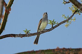 Panama Flycatcher (Myiarchus panamensis) (4504893581).jpg