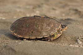 Smiths dakschildpad