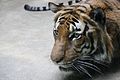 Čeština: Tygr malajský v pražské Zoo