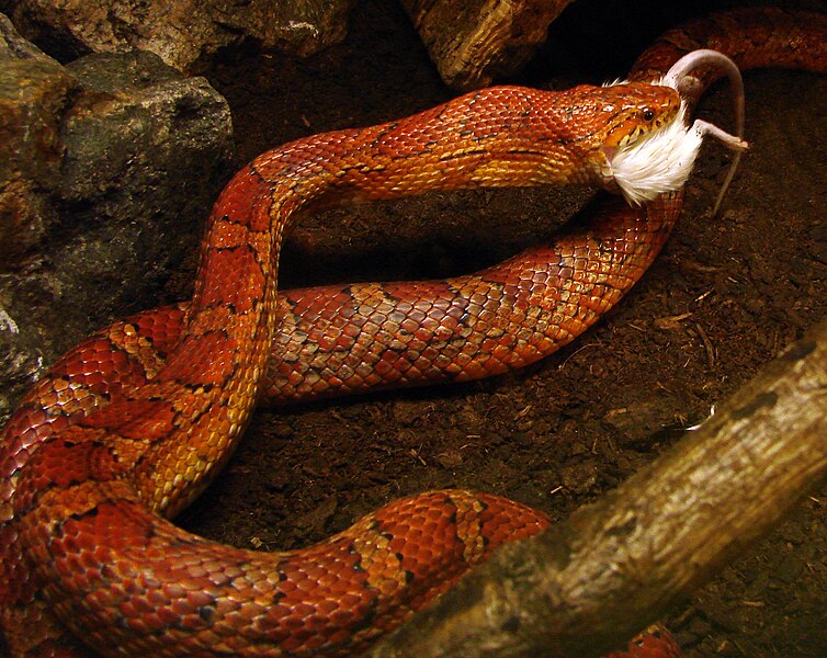 File:Pantherophis guttatus Ile aux Serpents 14 11 08 04.jpg