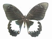 Papilio aegeus ornemanus mâle