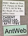 Paraponera clavata casent0003165 label 1.jpg