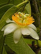 Passiflora arborea