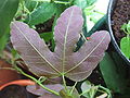 underside of leaf