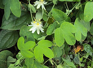 <i>Passiflora subpeltata</i> Species of vine