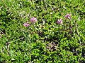 Pedicularis rosea subsp. allionii