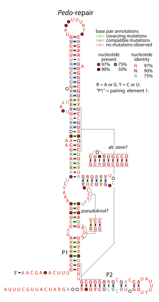 <span class="mw-page-title-main">Pedo-repair RNA motif</span>