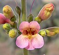 Penstemon bicolor subsp. roseus