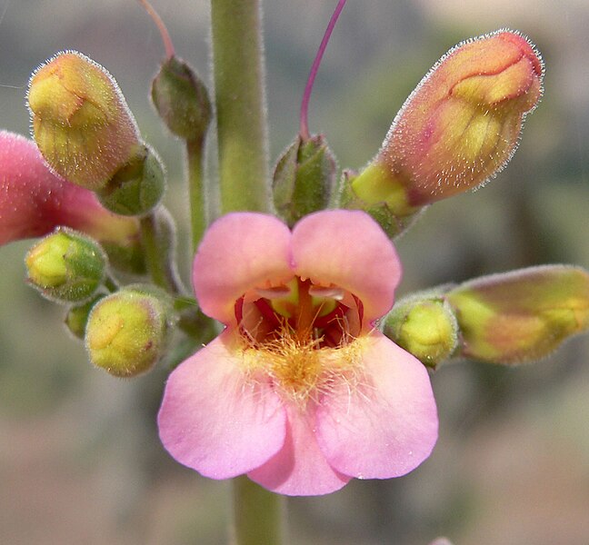 File:Penstemon bicolor ssp roseus 6.jpg