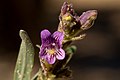 Flowers of Penstemon breviculus