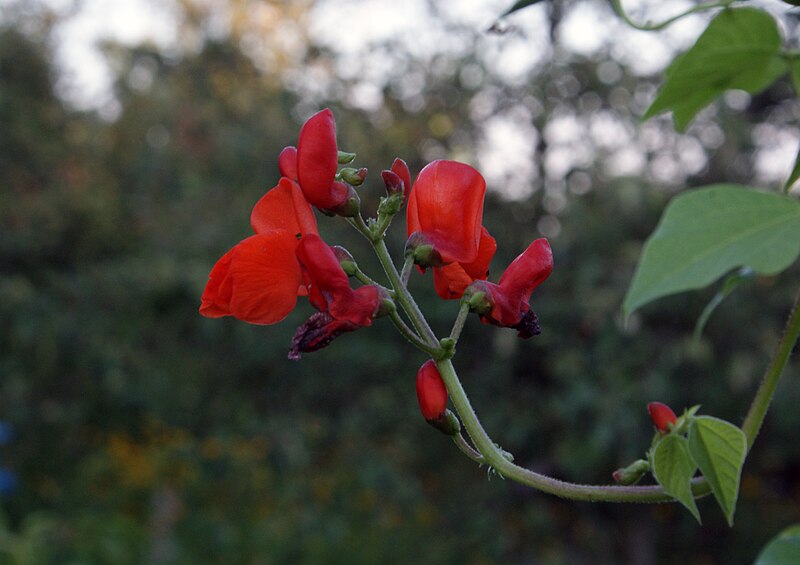 File:Phaseolus coccineus flowers.JPG