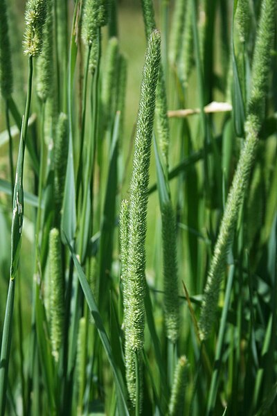 File:Phleum pratense 1.jpg