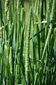 Wiesen-Lieschgras (Phleum pratense)