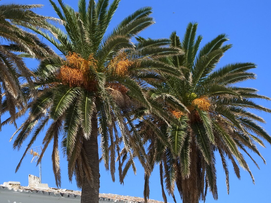 Phoenix canariensis