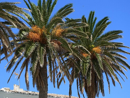 Phoenix canariensis CBMen 6