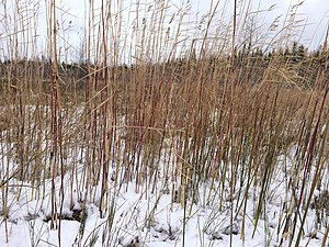 Phragmites americanus iN-11747103.jpg