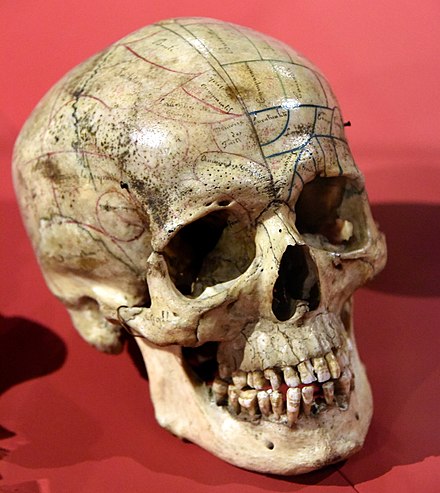 Phrenological skull, European, 19th century. Wellcome Collection, London