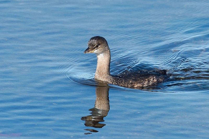 File:Pied-billed grebe (31021244914).jpg