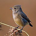 Pied bushchat (Saxicola caprata bicolor) female.jpg