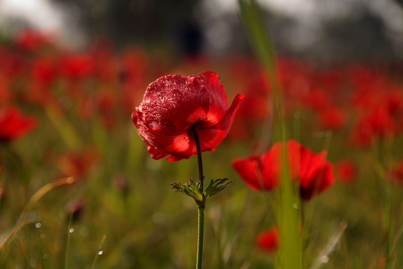 File:PikiWiki Israel 41771 Plants of Israel.jpg