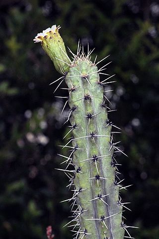 <i>Xiquexique tuberculatus</i> Species of cactus