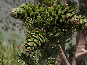 Foliage and cones in summer, Telescope Peak, Inyo County, California