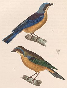 Male and female fawn-brested tanager Pipraeidea melanonota melanonota 1838.jpg