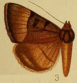 Plecopterodes molybdopasta