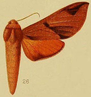 <i>Afroclanis neavi</i> Species of moth