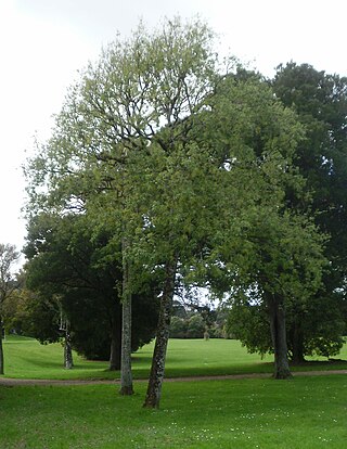 <i>Plagianthus regius</i> Species of tree