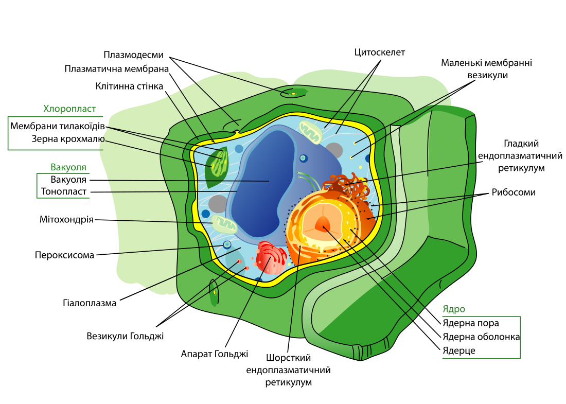 File:Plant cell structure svg uk.svg