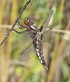 Broad-bodied Chaser (Libellula depressa) Plattbauch