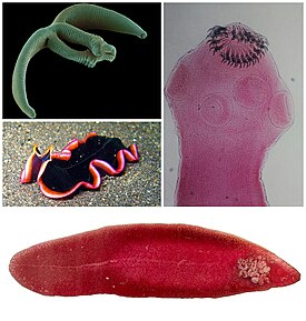 По спирали, начиная сверху слева: Eudiplozoon nipponicum (моногенеи), свиной цепень (ленточные черви), печёночная двуустка (трематоды), Pseudobiceros hancockanus[англ.] (ресничные черви)