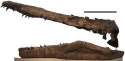 Плиозавр қанқасы