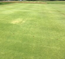 Poa annua as a turfgrass for use on golf course putting greens Poa annua for golf course putting greens.pdf