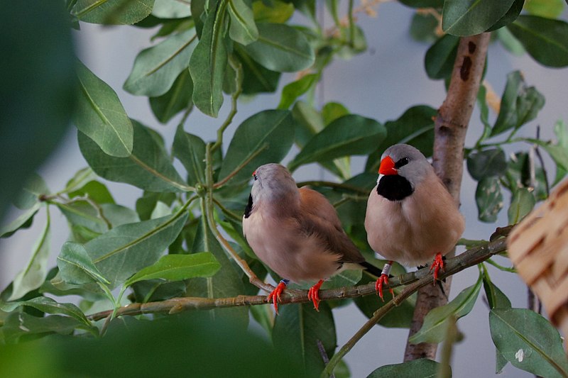 File:Poephila acuticauda -aviary -two-8a.jpg