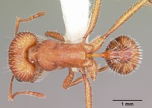 Comanche harvester ant, Pogonomyrmex comanche Pogonomyrmex comanche casent0104840 dorsal 1.jpg