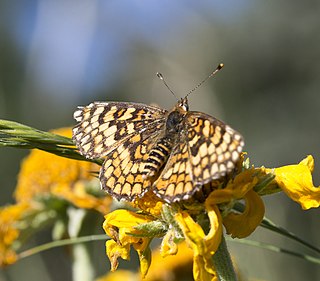 <i>Poladryas arachne</i> Species of butterfly