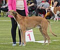 Polish Greyhound, red