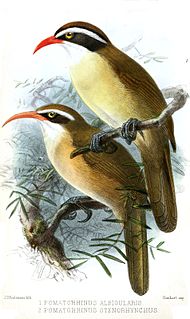 Red-billed scimitar babbler Species of bird