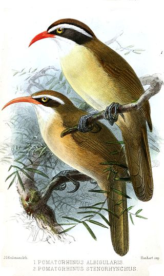 <span class="mw-page-title-main">Red-billed scimitar babbler</span> Species of bird