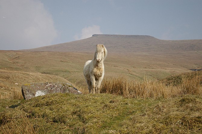 English: Taken in the Brecon Beacons. Samasnoo...