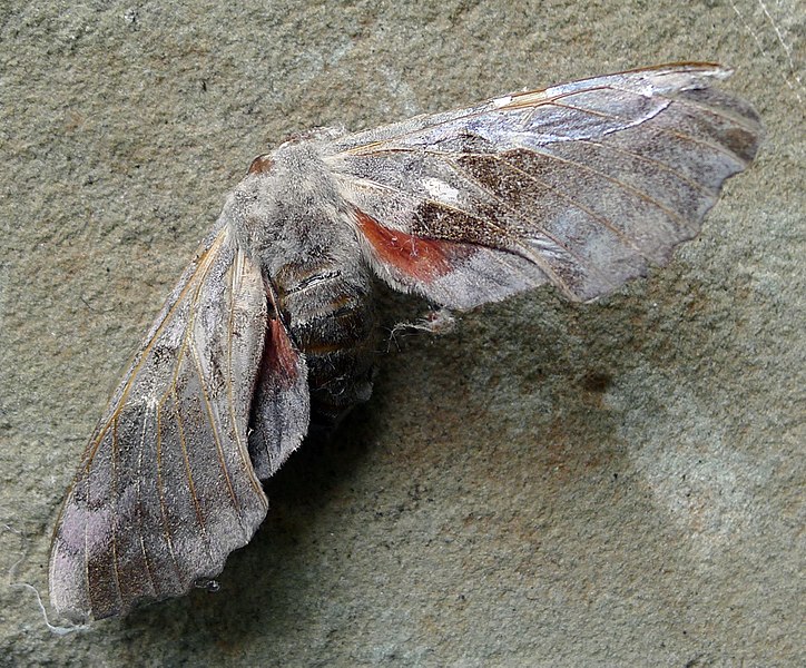 File:Poplar Hawkmoth. Laothoe populi - Flickr - gailhampshire (5).jpg