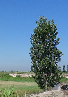 Populus alba Pyramidalis PopulusAblaPyramidalis.jpg