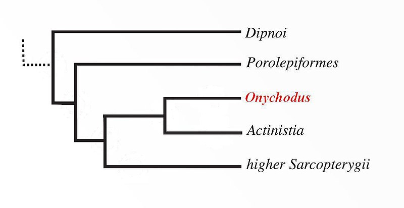 File:Position of Onychodus.jpg