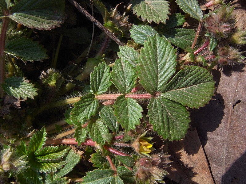 File:Potentilla fragarioides var. major 3.JPG