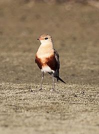 Australian Pratincole (Stiltia isabella), Northern Territory, Australia